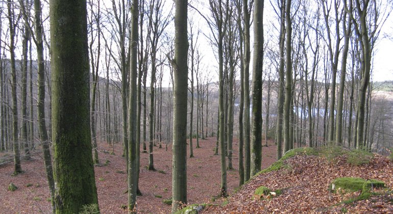 smala trädstammar i skogen