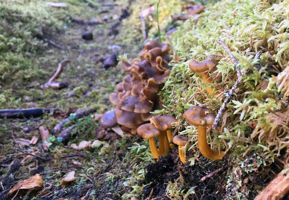 Flera trattkantareller som växer väldigt tätt ihop.