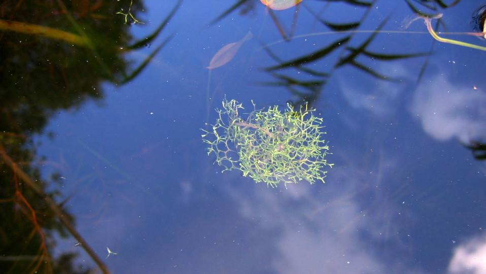 Gaffelmossa i Stockbysjön. Foto Lidingö stad
