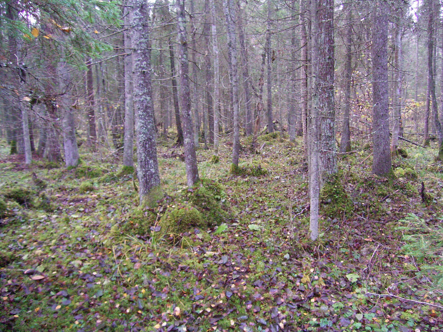 Borntorps naturreservat