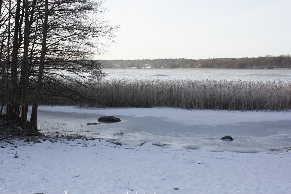 Snötäckt strand med mycket vass. Det ligger is på vattnet.