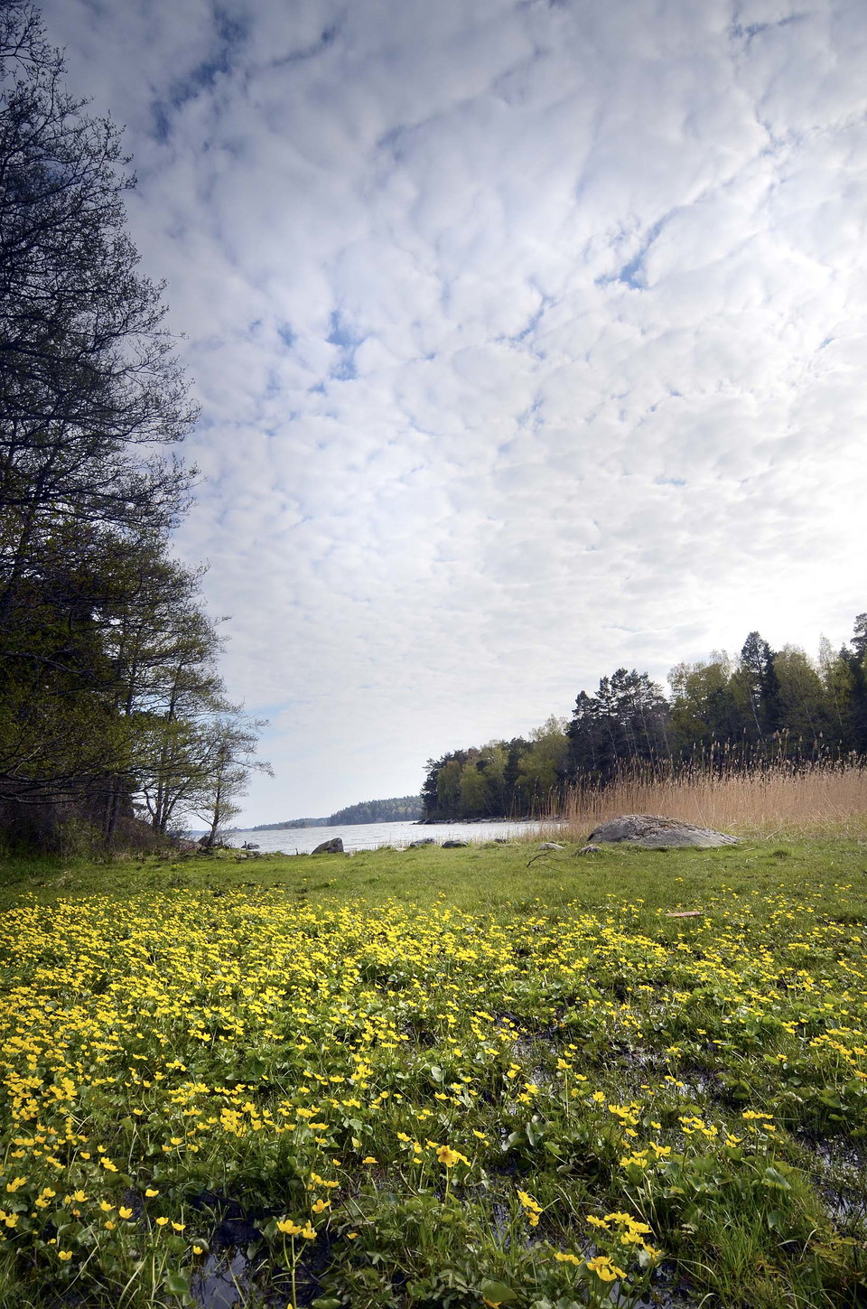 Gula blommor i förgrunden, himmel med många moln och en vik skymtas i bakgrunden.
