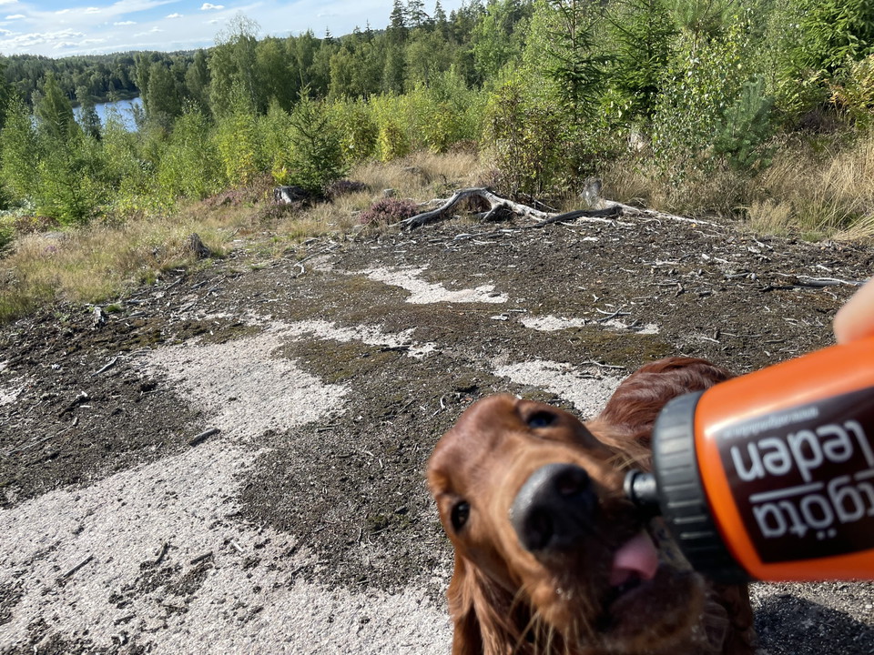 Hund dricker vatten ur vattensflaska