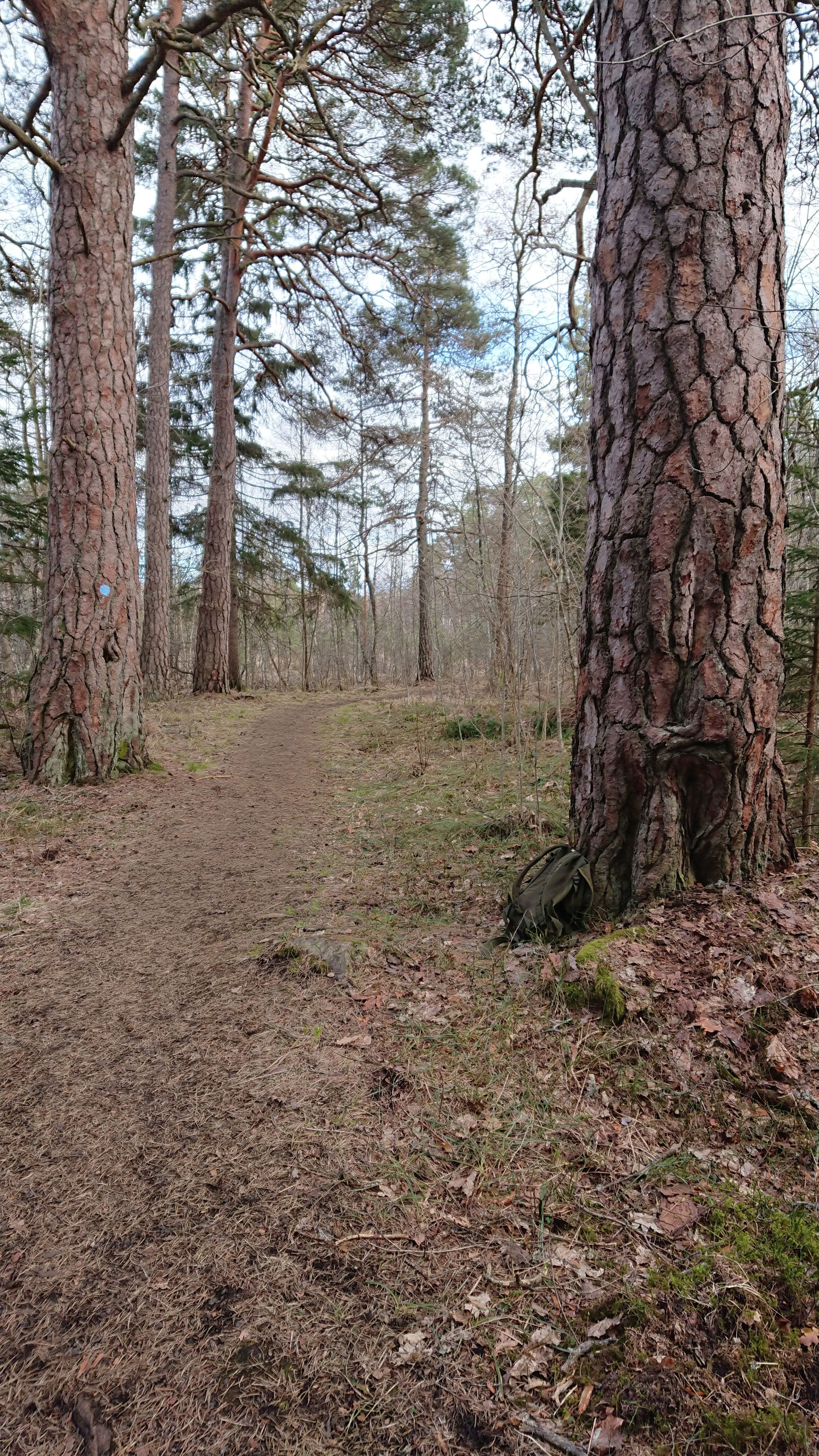 De ståtliga tallarna kantar Kärleksstigen vid Herrgården i Österbybruk 