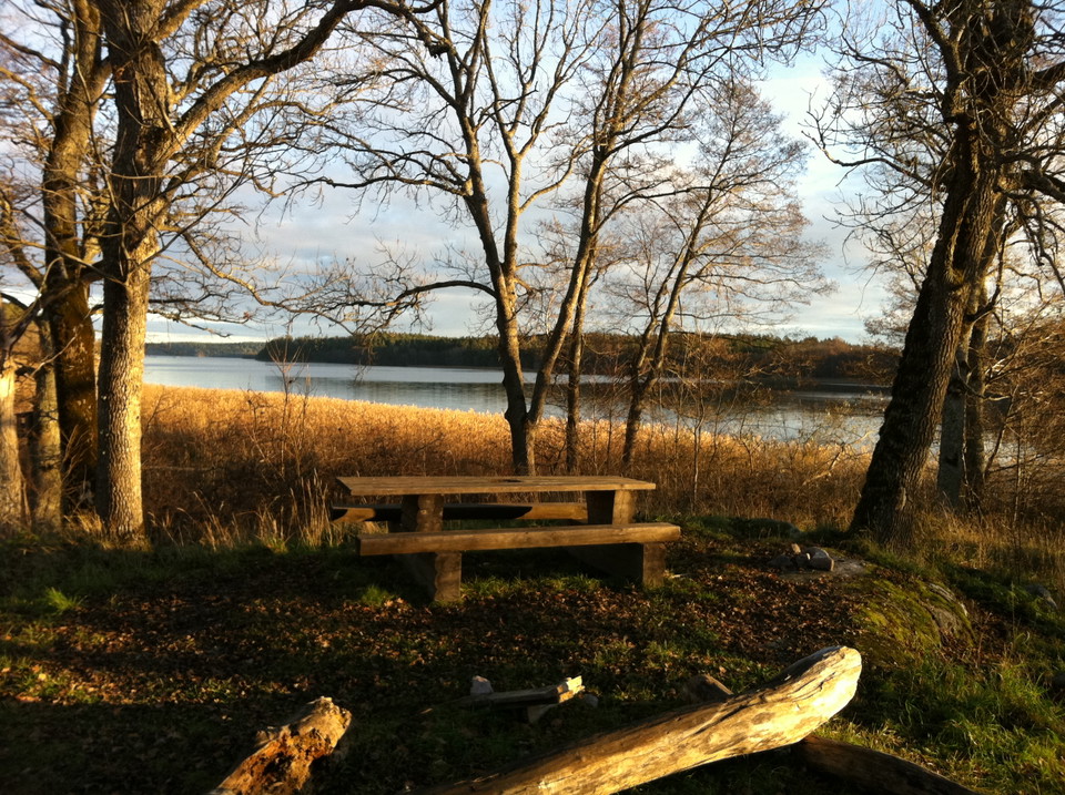 Ett bänkbord står på en öppen plats i naturen. Runtom finns några träd och utsikt över vass och vatten.