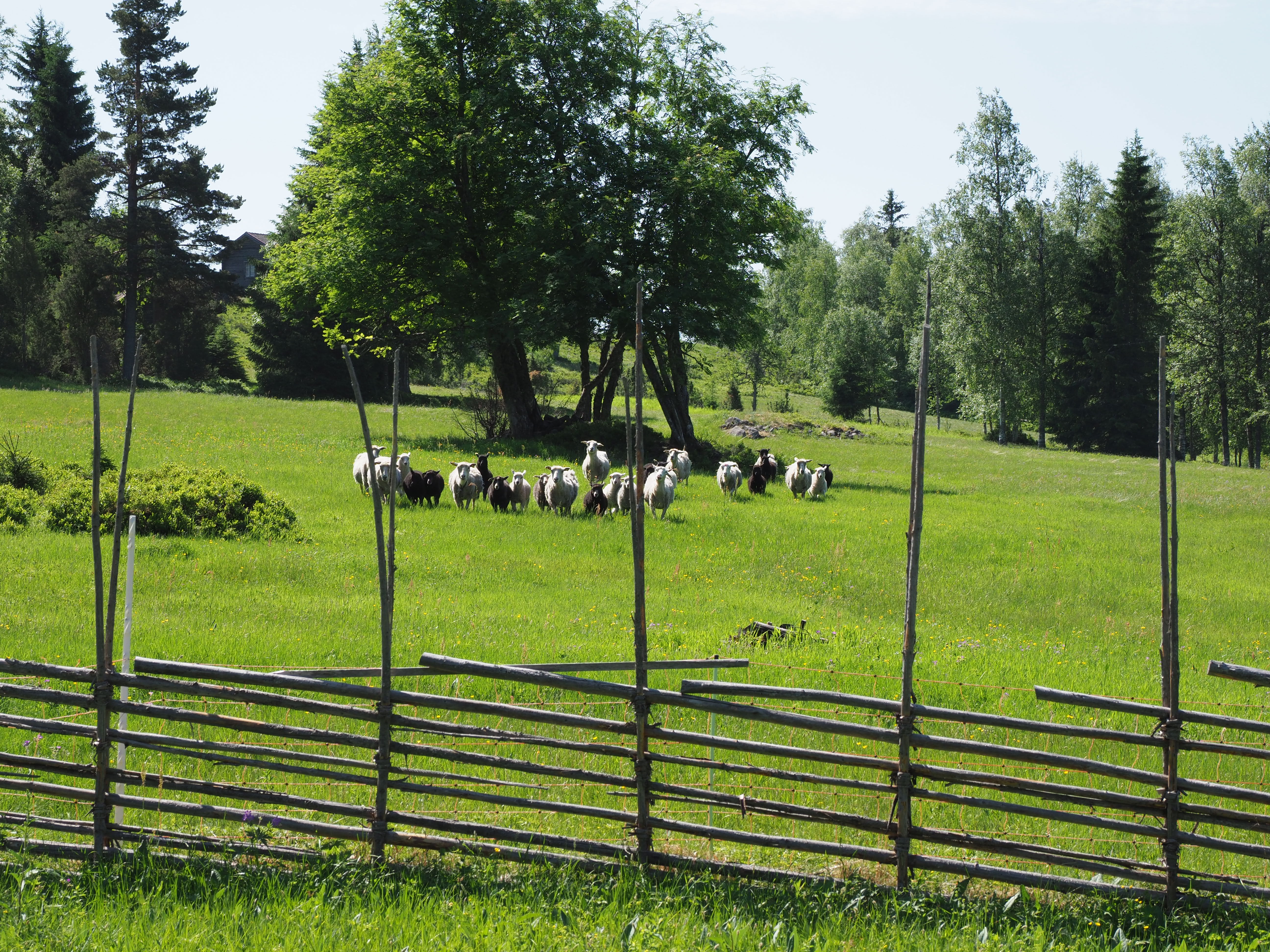 Fåren i Skinnaråsen