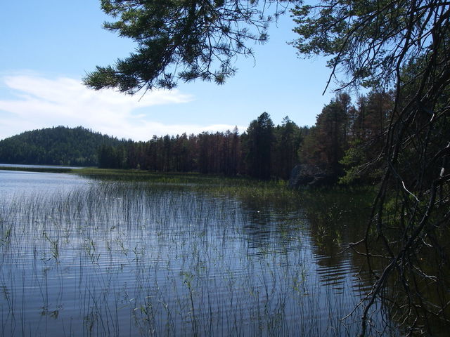 Lungsjöskogen