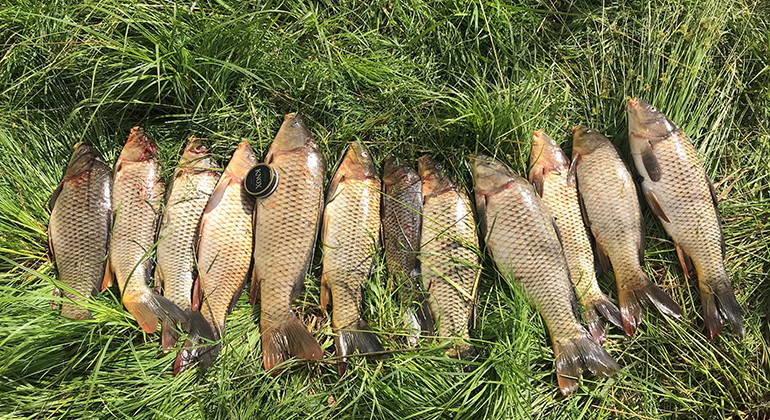 Karp som fiskas för att grodorna ska kunna föröka sig.