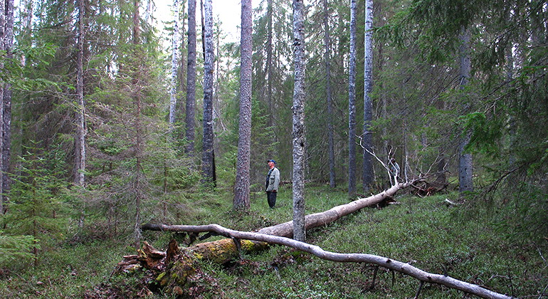 Sörilandhuvudet.