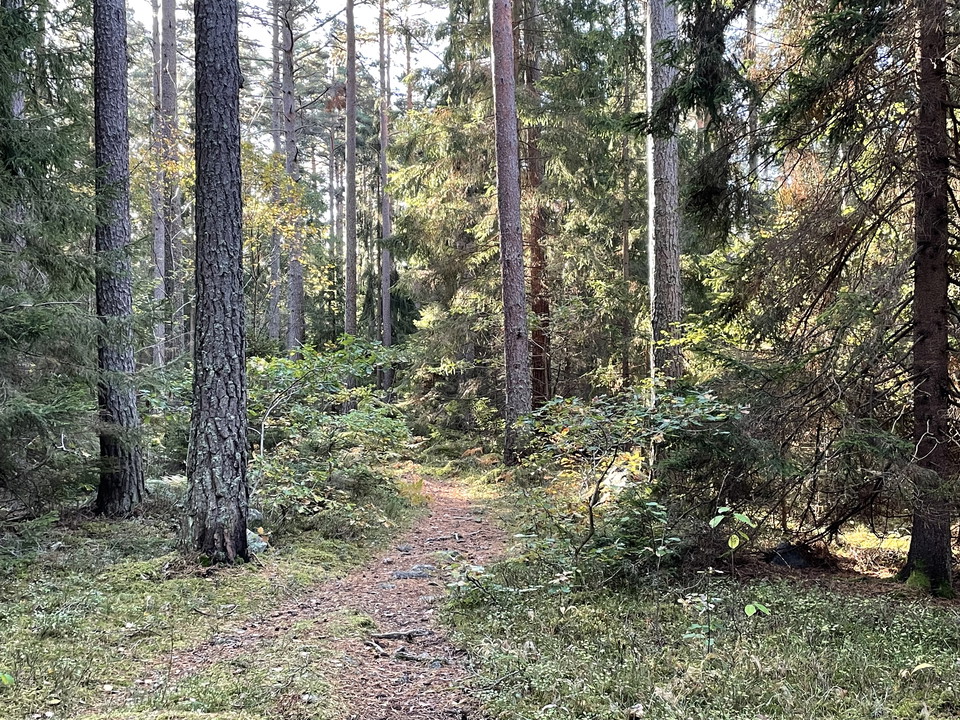 Skogsstig med barrträd.