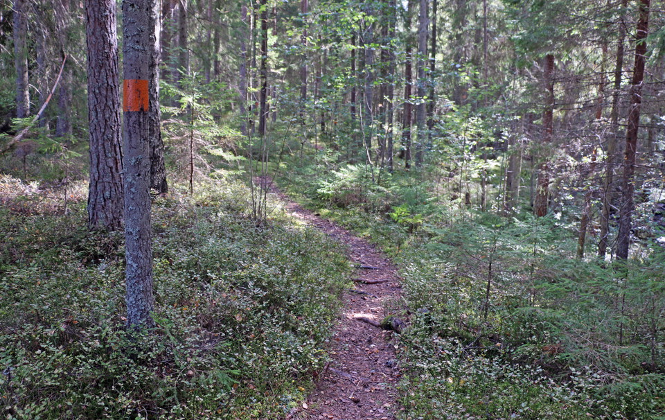 Orangemarkerat träd längs stigen visar vägen.