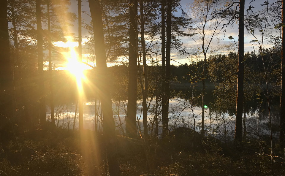 Sol som skiner mellan träd på skogsstig