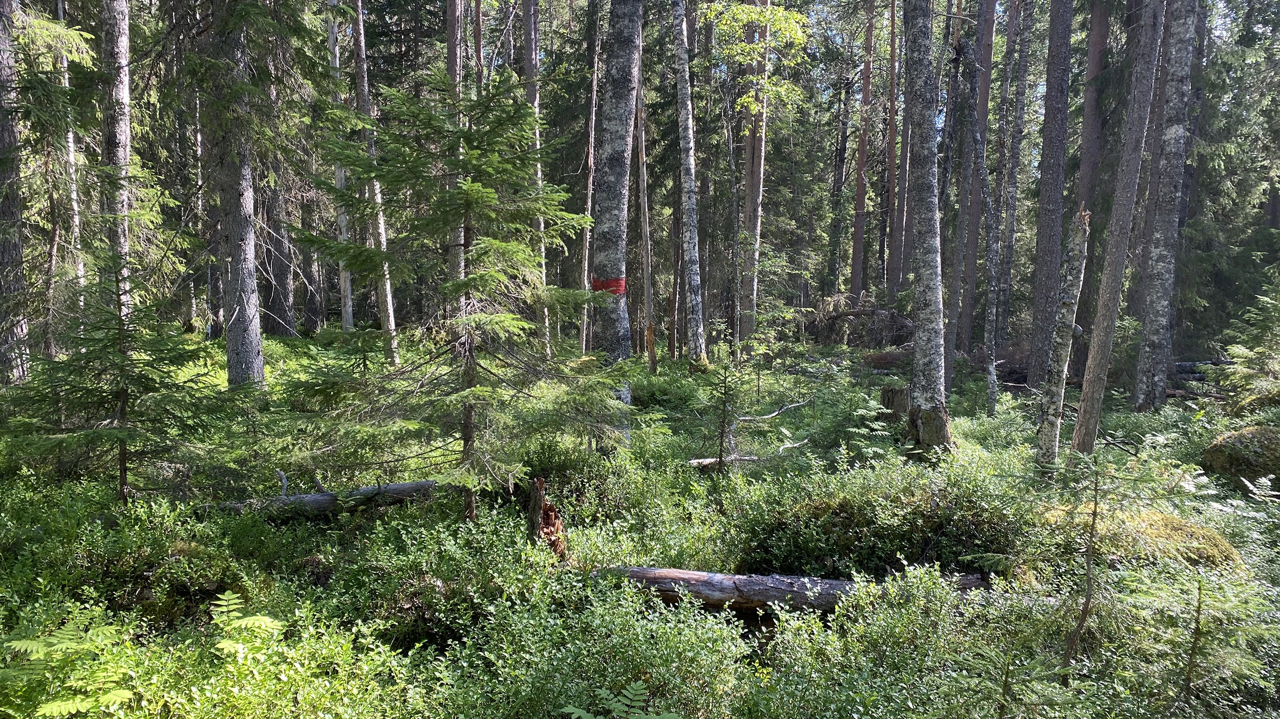 Ett träd med en röd markering i en skog.