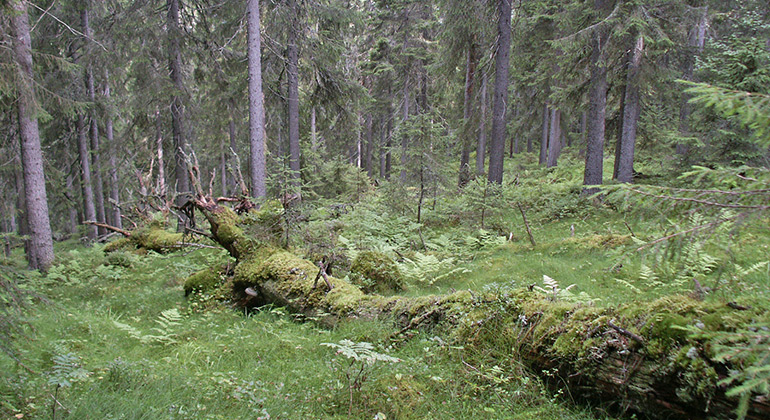 Mammasberg, Naturreservat