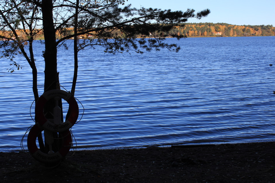 Närbild på ett träd som växer på en strand vid vattnet. På trädet hänger två livbojar.