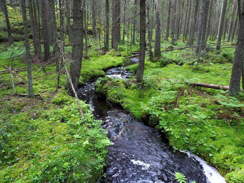 Bäckravinen ger svalka en varm sommardag.