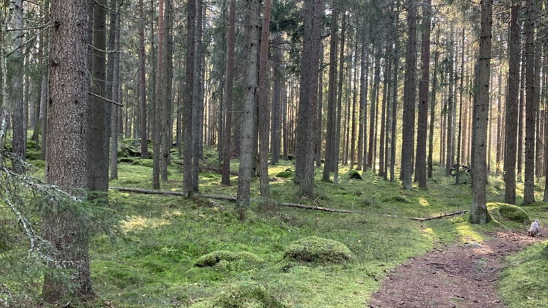 MTB Mountainbikeled