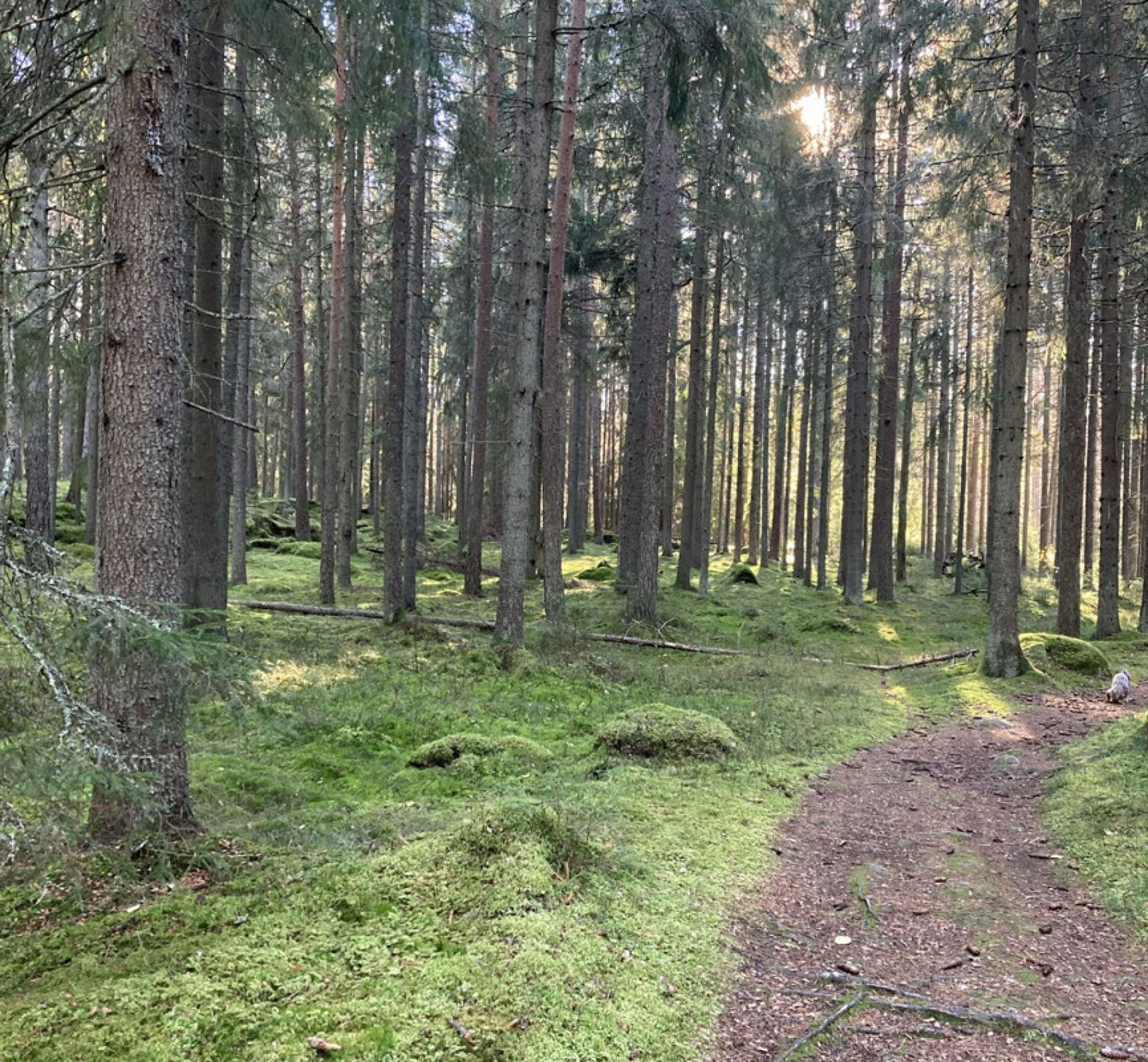 MTB-led genom skogen i Kristinehamn
