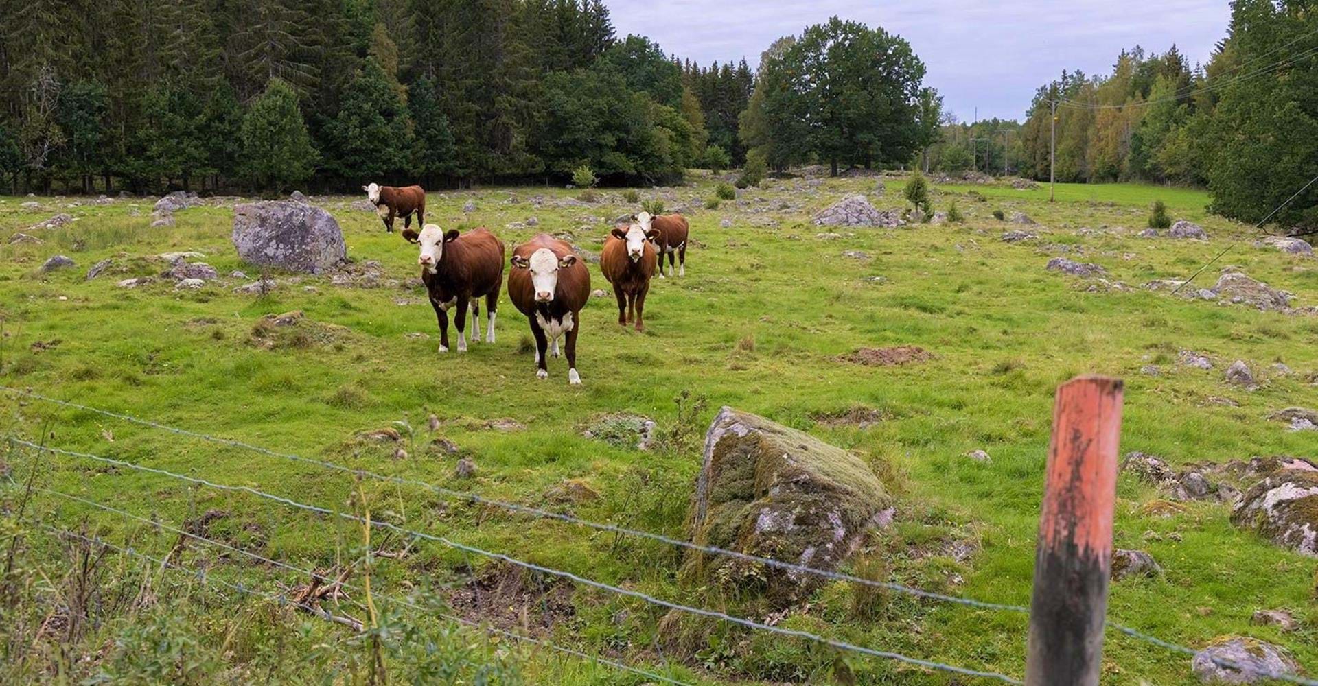 Börshults hagar är fulla av sten.
Etapp: Boxholm-Eklabo, Boxholm-Blåvik
Bixholm