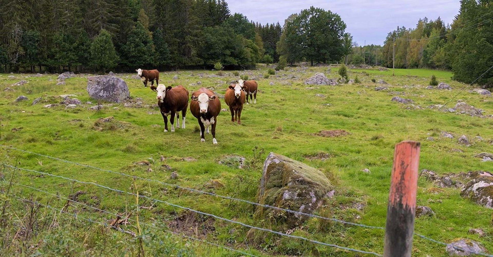 Börshults hagar är fulla av sten.
Etapp: Boxholm-Eklabo, Boxholm-Blåvik
Bixholm