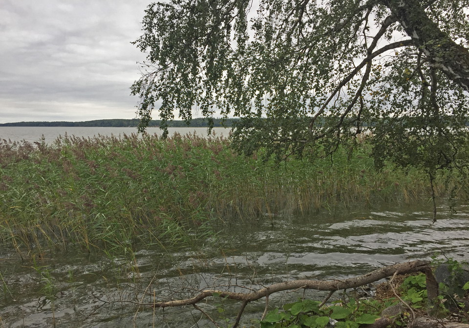 Vattenbryn med vass.