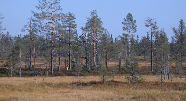 Björnhultet, Naturreservat