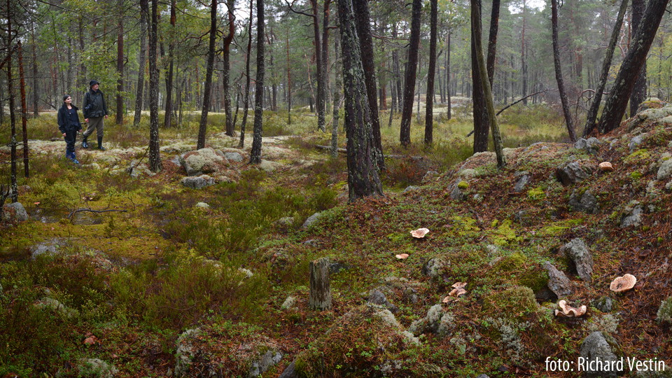Flemingsbergsskogens naturreservat – alltid nära den stora vildmarken
