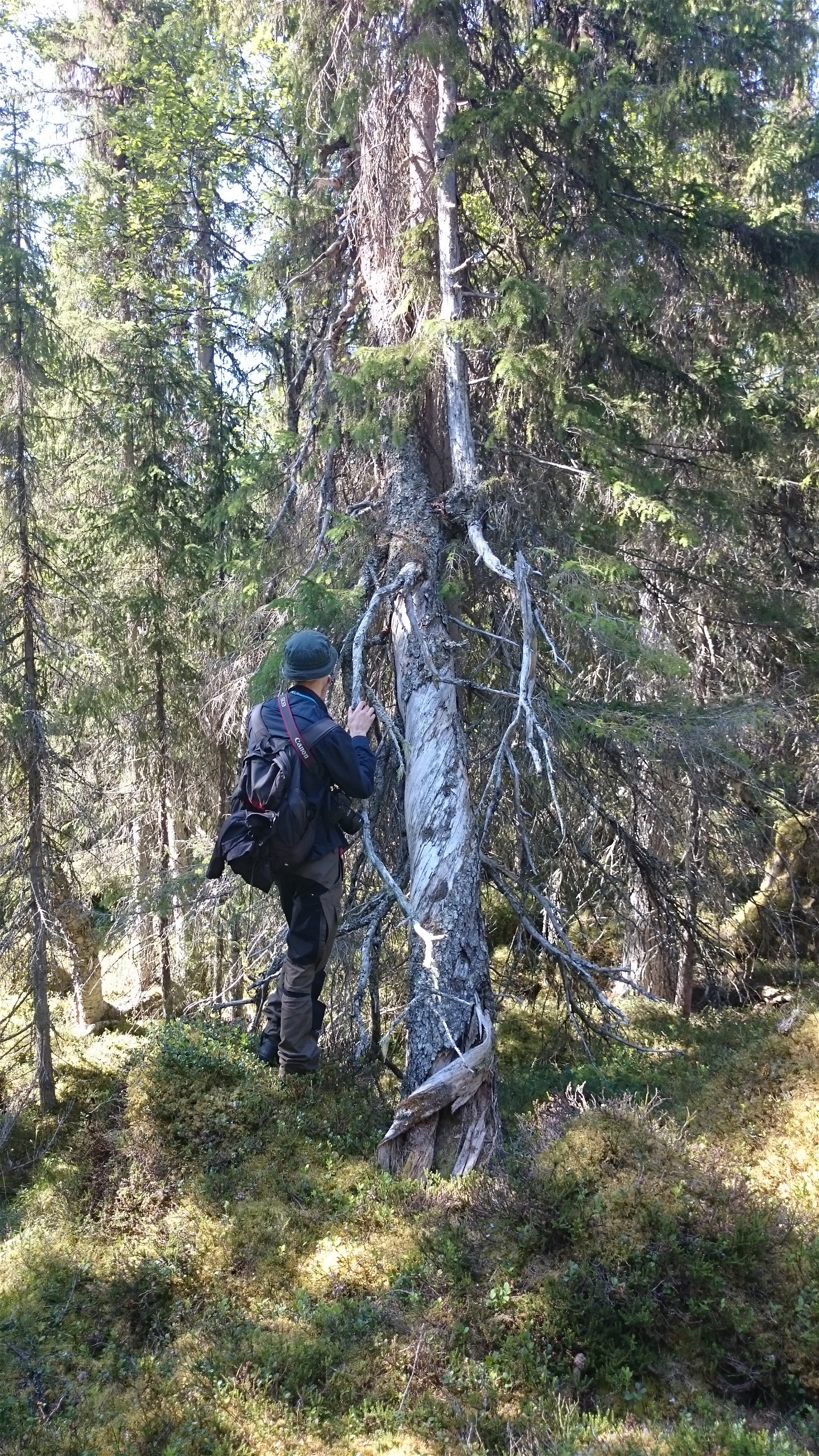 Gammelskog i Kattuggleknallens sydvästsluttning.