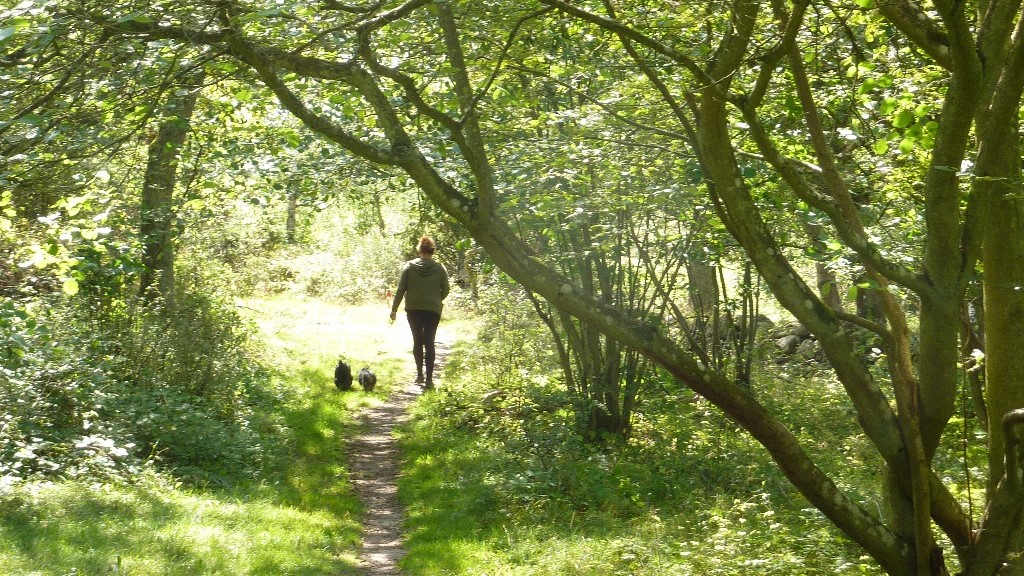 Promenad med hundar på gångstig