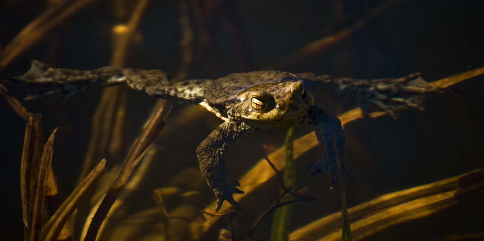 Våtmarkerna är viktiga livsmiljöer för många groddjur, insekter och fåglar.