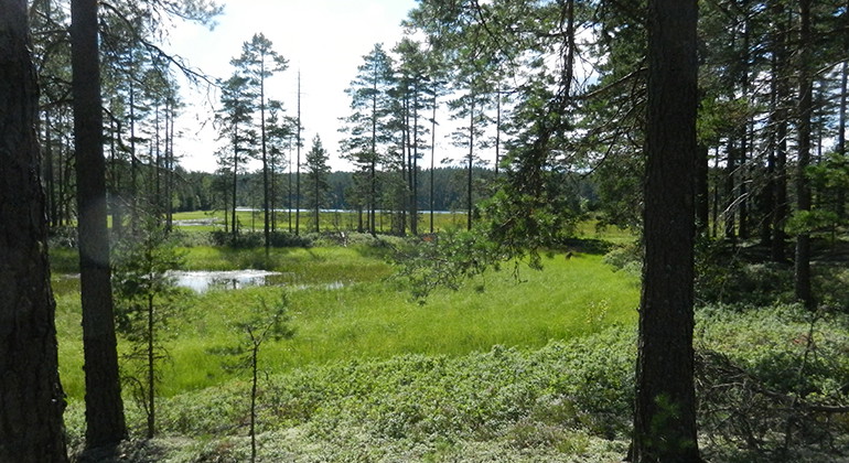 Skog intill sjö. Foto Lars Furuholm.