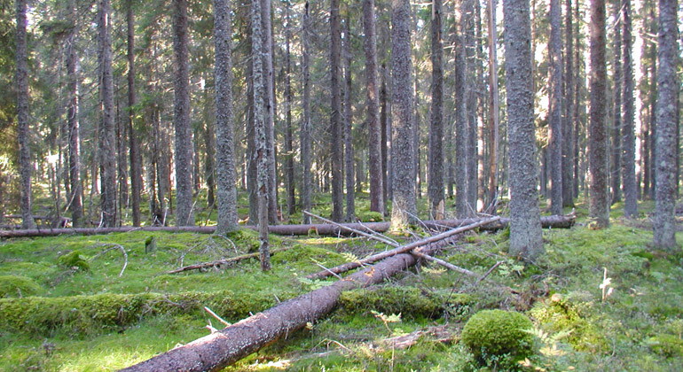 Fallna träd i Finnbrännans granskog.