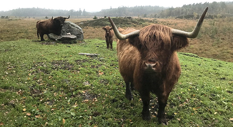 Betesdjur på ljungheden