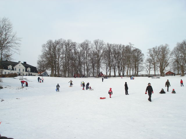 Pulkabacke, Hammarskog