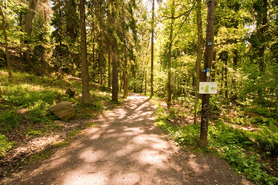Stig omgiven av skog