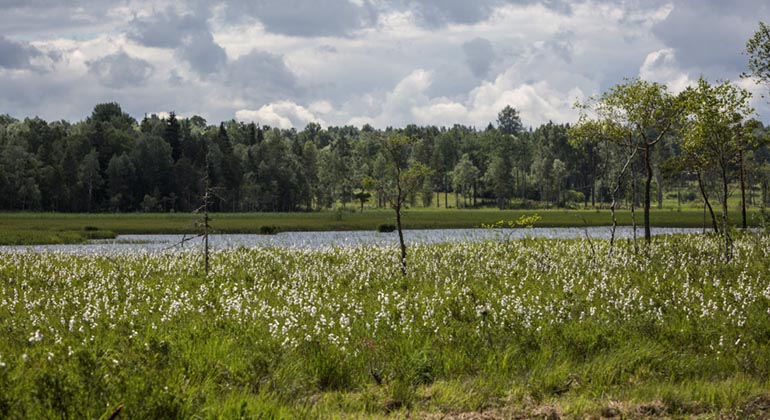 Venakärret.