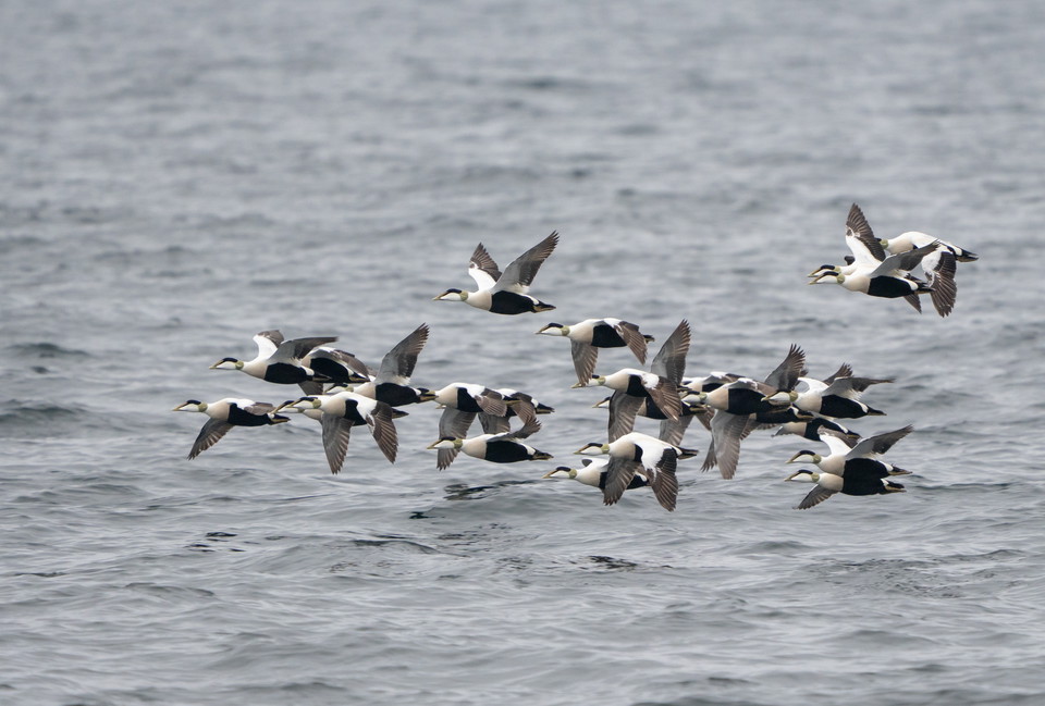 Ejderflock fotograferad från tornet.