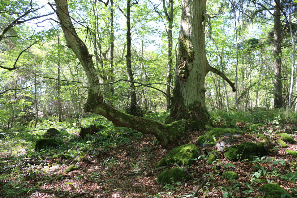 Träd i lummig skog.