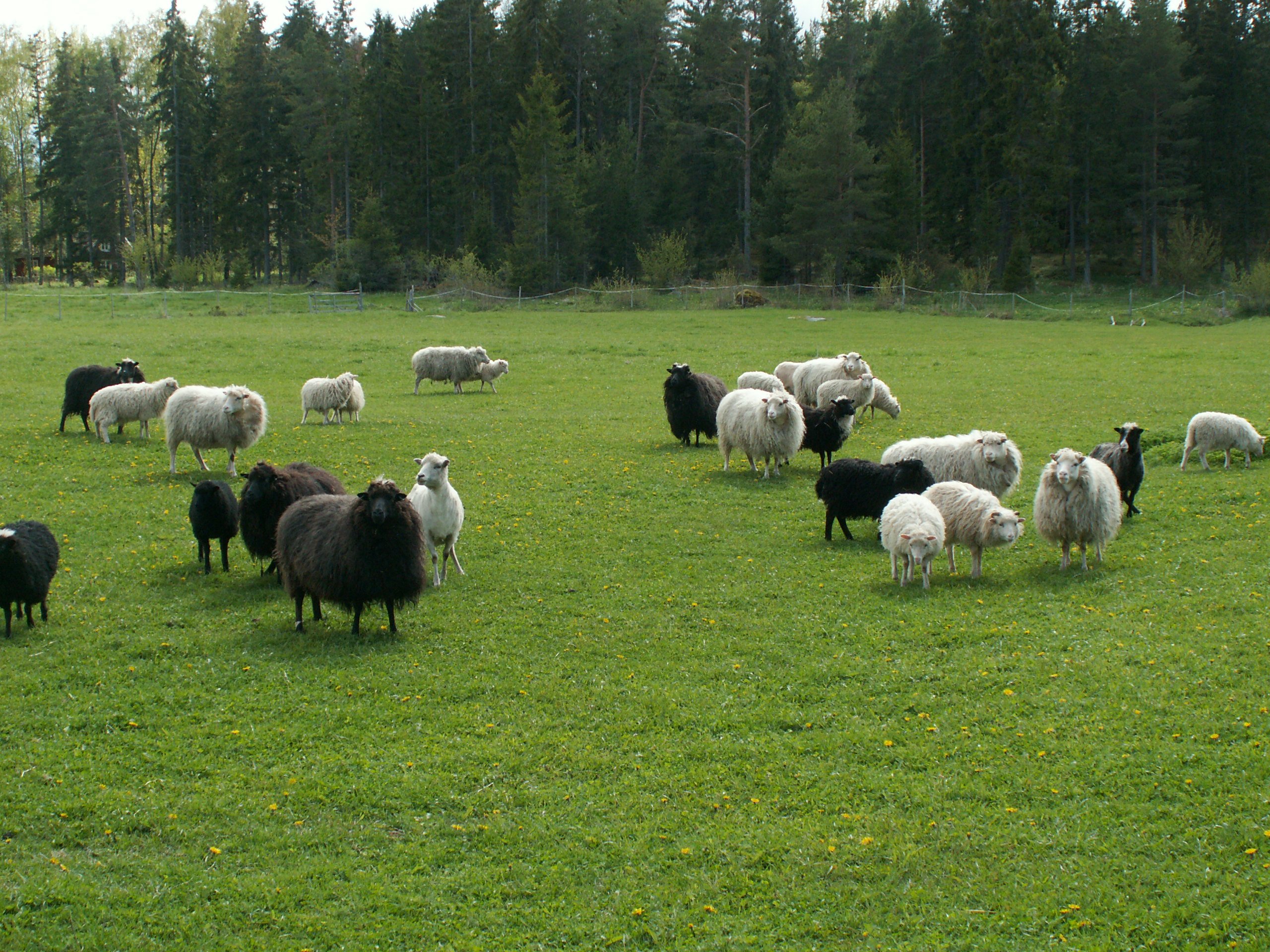 En flock får med lamm går i en stor gräshage.