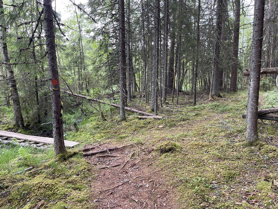Stig genom skog. Till vänster en spång.