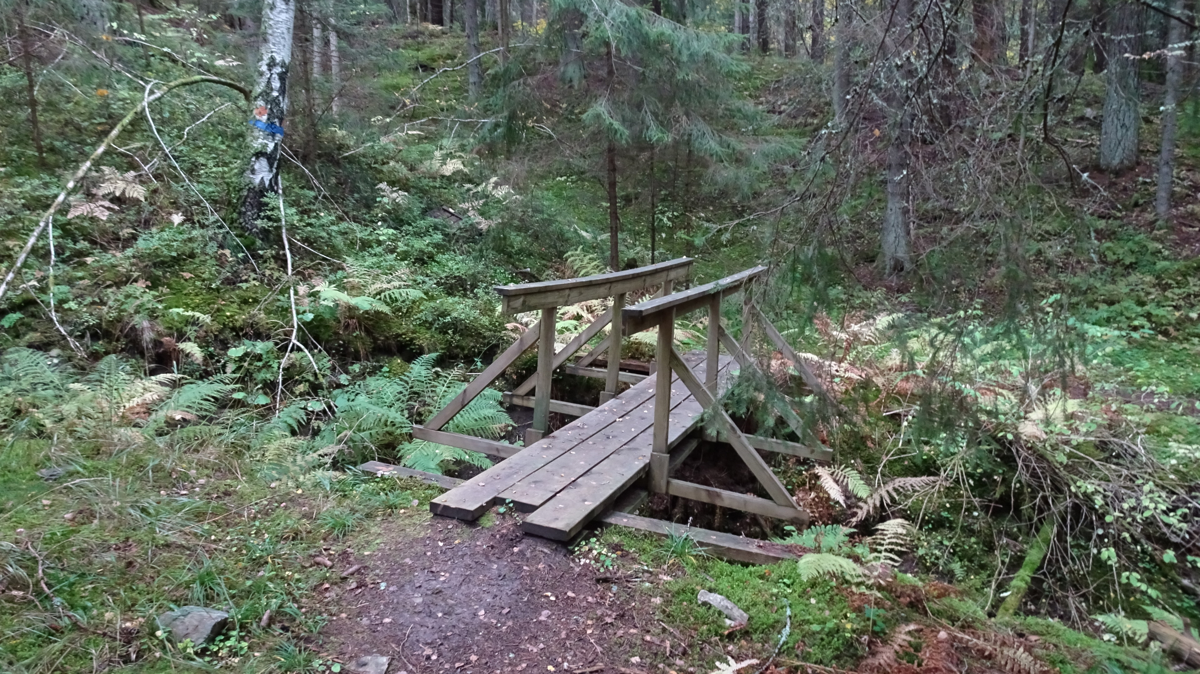 Höstbild. Broövergång. Svartbergets Naturreservat.