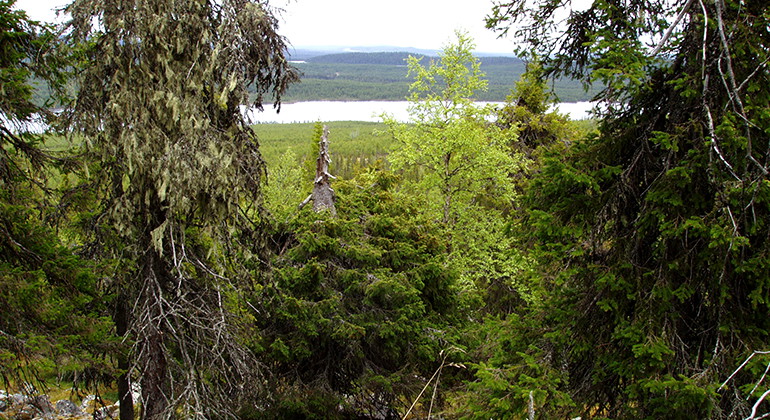 Såkevarebergen.