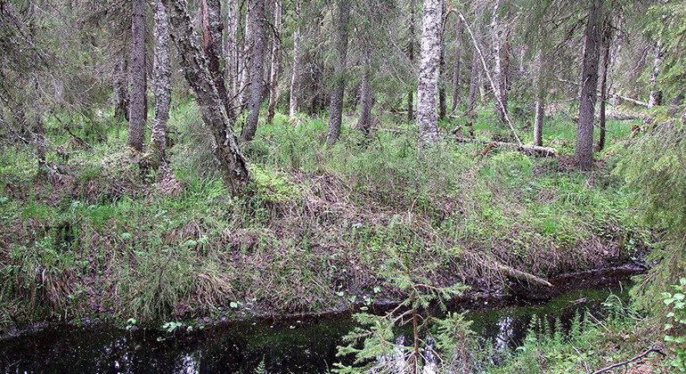 Nenävuoma.