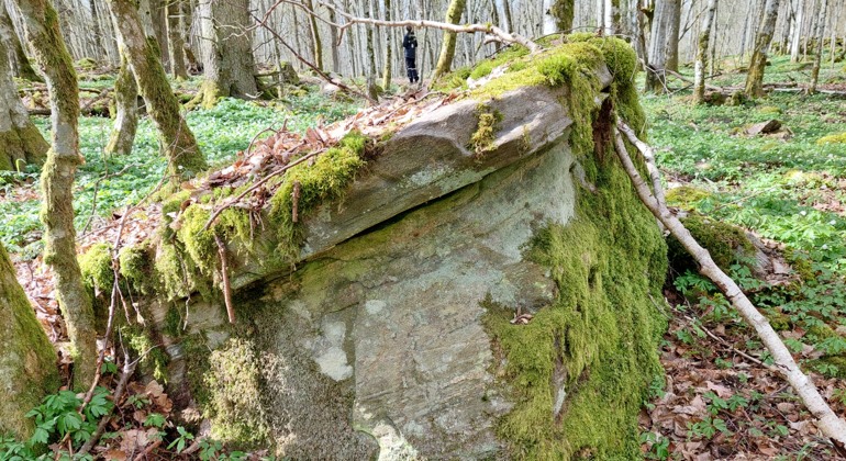 Grönstensblock. Foto Isabel Vitaskär /Länsstyrelsen Blekinge