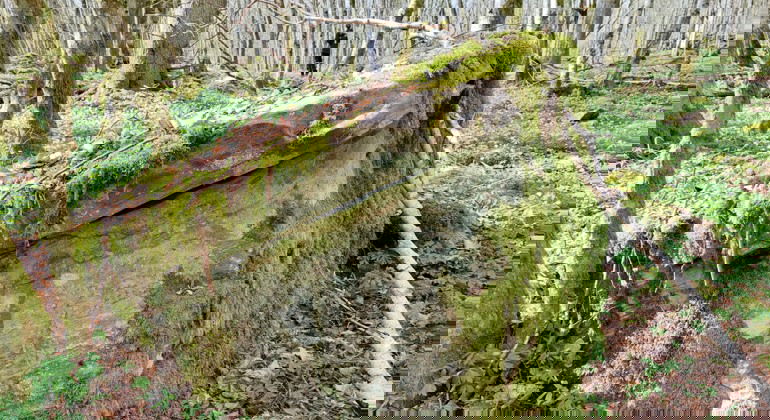 Grönstensblock. Foto Isabel Vitaskär /Länsstyrelsen Blekinge