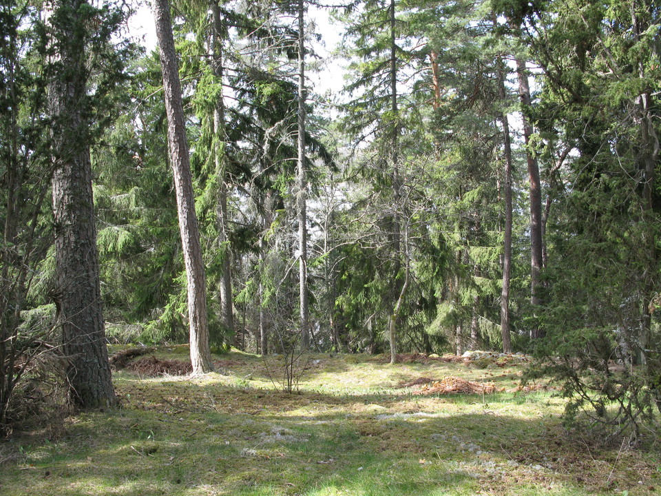 En barrskog med flera gamla träd.