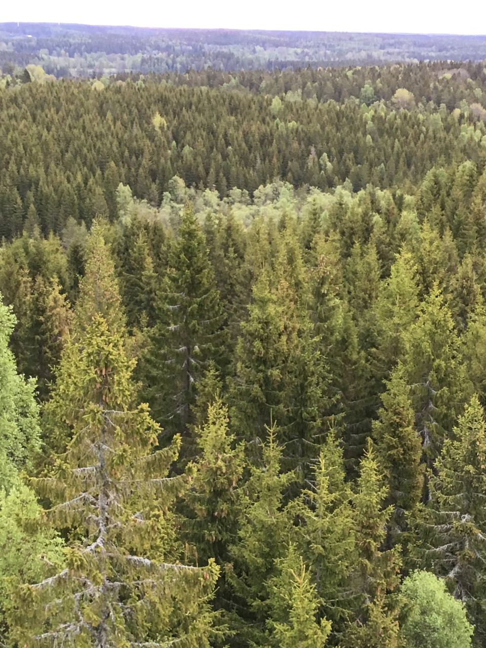 Utsikt över trädtoppar