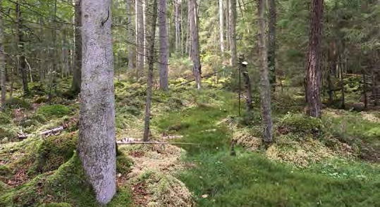 Sumpskog.