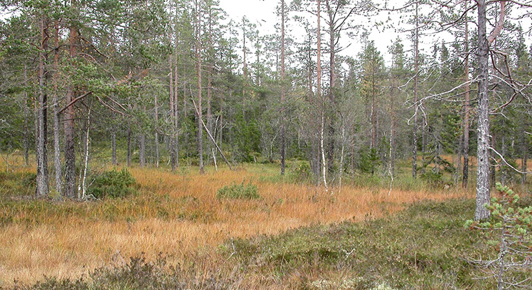 Malbäckskölen, Naturreservat