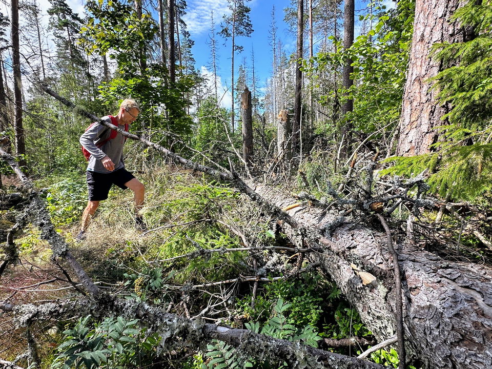 DET VAR BITVIS SVÅRFRAMKOMLIGT I GARPHYTTANS NATIONALPARK I SOMRAS…